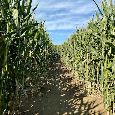 Get lost in fun! Navigate our winding corn maze, where each twist and turn brings you closer to adventure and discovery.